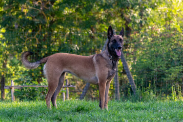 Fotografia zatytułowany „CANIS LUPUS 010 - B…” autorstwa Naep, Oryginalna praca, Fotografia cyfrowa