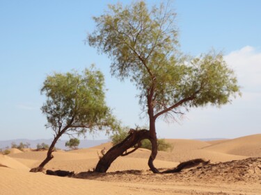 Photographie intitulée "La vie dans le dése…" par Nahalah, Œuvre d'art originale, Photographie non manipulée