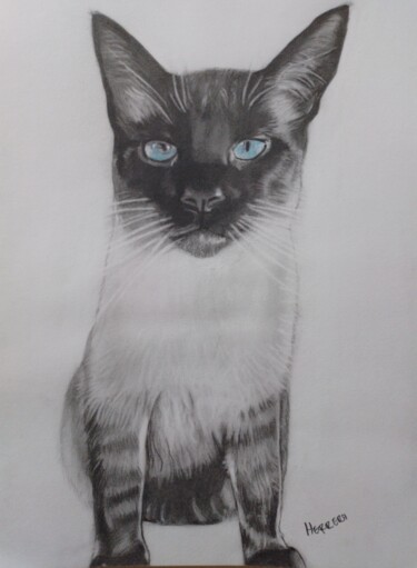 Drawing titled "Gato Nick" by Sandra Regina Herrera, Original Artwork, Pencil