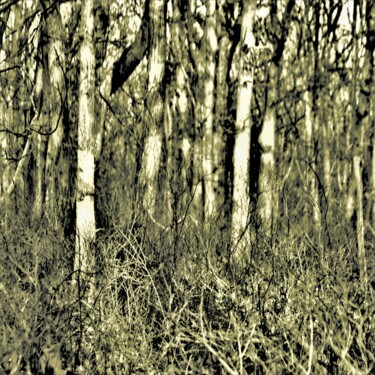 Fotografía titulada "Forêt,Forêt Verte 6" por Nana Plamadeala-Kiritchenko, Obra de arte original, Fotografía manipulada