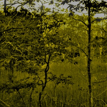 Fotografía titulada "Forêt, Forêt Verte…" por Nana Plamadeala-Kiritchenko, Obra de arte original, Fotografía manipulada