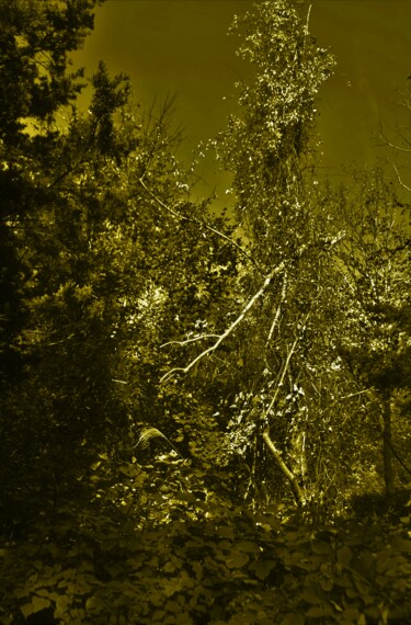 Photographie intitulée "Forêt, Forêt Verte…" par Nana Plamadeala-Kiritchenko, Œuvre d'art originale, Photographie manipulée