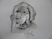 Dessin intitulée "CHIEN TERRE NEUVE N…" par Nadine Pizzinato, Œuvre d'art originale, Autre