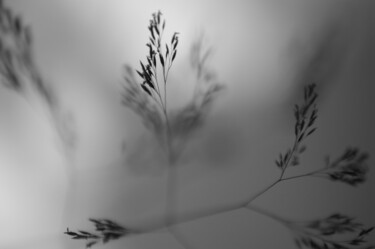 Фотография под названием "Туман" - Ната К, Подлинное произведение искусства, Цифровая фотография
