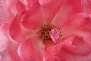 Фотография под названием "Роза" - Ната К, Подлинное произведение искусства, Цифровая фотография