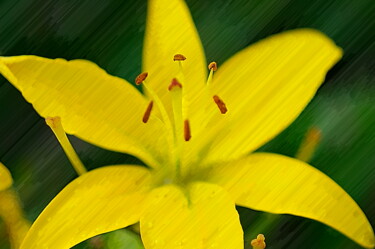 Фотография под названием "Yellow" - Ната К, Подлинное произведение искусства, Цифровая фотография