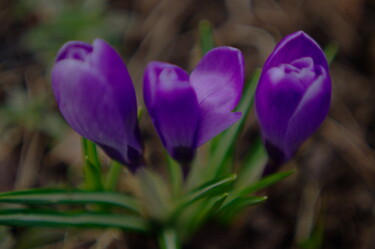 Фотография под названием "Spring" - Ната К, Подлинное произведение искусства, Цифровая фотография