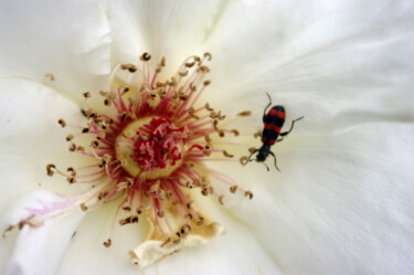 Photography titled "bug" by Nata K, Original Artwork, Digital Photography