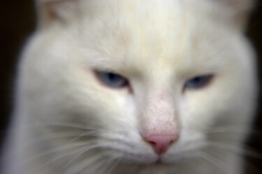 Фотография под названием "White cat" - Ната К, Подлинное произведение искусства, Цифровая фотография