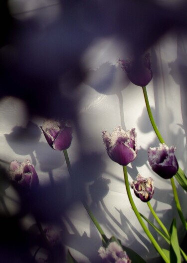Фотография под названием "tulips" - Ната К, Подлинное произведение искусства, Цифровая фотография