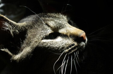 Photography titled "Gray cat" by Nata K, Original Artwork, Digital Photography