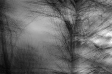 Фотография под названием "branches and wind" - Ната К, Подлинное произведение искусства, Цифровая фотография