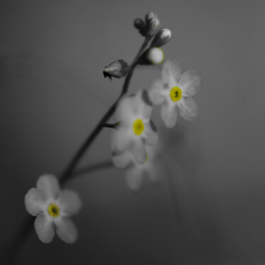 Photographie intitulée "spring Flower" par Nata K, Œuvre d'art originale, Photographie numérique