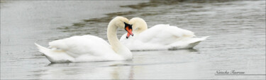 Photographie intitulée "Couple de cygne en…" par Natacha Favreau, Œuvre d'art originale, Photographie numérique