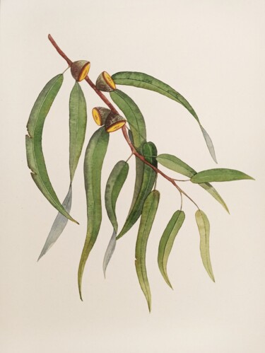 Pittura intitolato "Eucalyptus 3" da Natalia Buhaienko, Opera d'arte originale, Acquarello