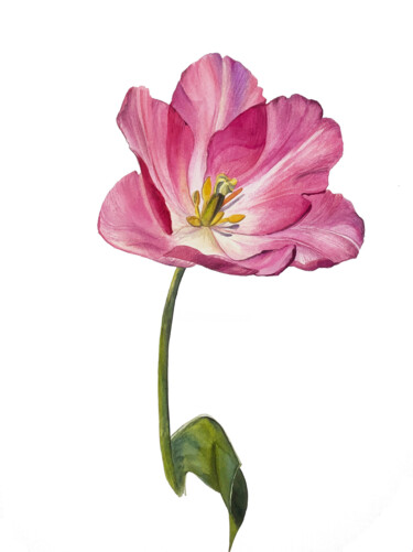 Картина под названием "Розовый тюльпан" - Natalia Hlazieva, Подлинное произведение искусства, Акварель