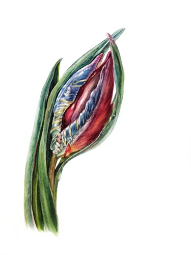Картина под названием "Тюльпан" - Наталия Иванченко, Подлинное произведение искусства, Акварель