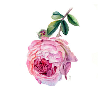 Schilderij getiteld "Английская роза" door Natalia Ivancenko, Origineel Kunstwerk, Aquarel