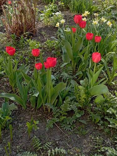 Φωτογραφία με τίτλο "Tulips" από Natalia Ivanova, Αυθεντικά έργα τέχνης, Μη χειραγωγημένη φωτογραφία