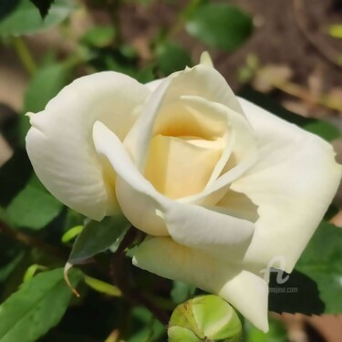 Фотография под названием "Белая роза нежности…" - Наталия К (Юрочкина), Подлинное произведение искусства, Цифровая фотография
