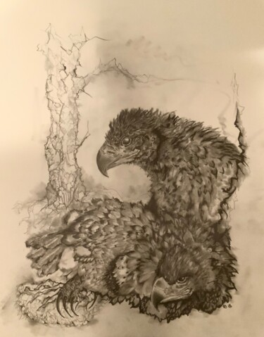 Desenho intitulada "Fledglings" por Natalie Roy (Natalie Roy), Obras de arte originais, Lápis