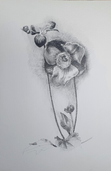 Drawing titled "Anemone" by Natasha Sokolnikova, Original Artwork, Pencil