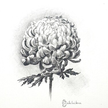 Drawing titled "Chrysanthemum" by Natasha Sokolnikova, Original Artwork, Pencil Mounted on Cardboard