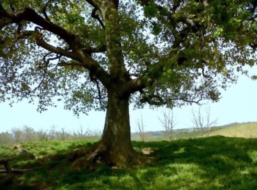 Photography titled "Auprès de mon arbre…" by Nathalie De Courrèges, Original Artwork