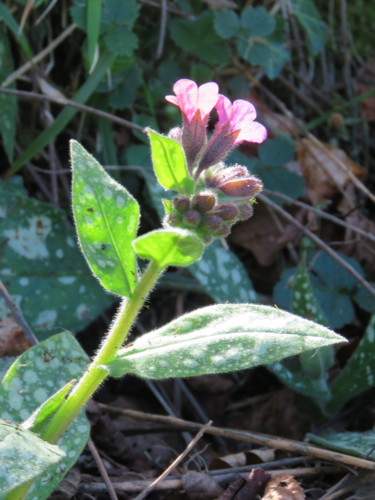 Photography titled "Pulmonaire.Fleur sa…" by Nathalie De Courrèges, Original Artwork