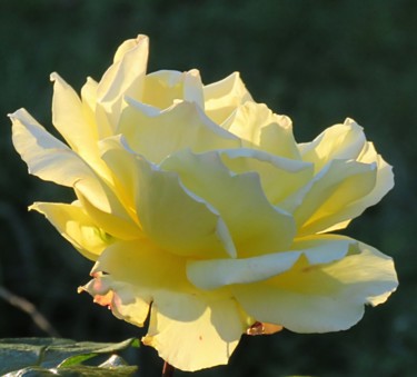 Photographie intitulée "La rose lumineuse" par Nathalie De Courrèges, Œuvre d'art originale, Photographie numérique