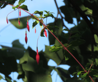 Fotografie mit dem Titel "Fuschias" von Nathalie De Courrèges, Original-Kunstwerk, Nicht bearbeitete Fotografie