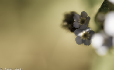 Photographie intitulée "Tandem" par Nathalie Bardyn, Œuvre d'art originale