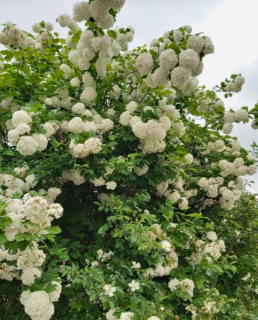 Photographie intitulée "Blanc pure" par Nathy ... (Nathy), Œuvre d'art originale, Photographie non manipulée