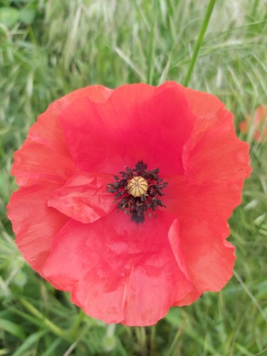 Photography titled "Coquelicot" by Nathy ... (Nathy), Original Artwork, Non Manipulated Photography