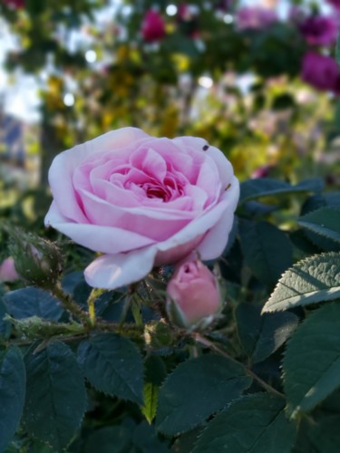 摄影 标题为“Parfum de rose” 由Nathy ... (Nathy), 原创艺术品, 非操纵摄影