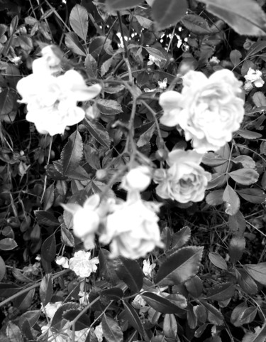 Photographie intitulée "Les roses en blanc…" par Nathy ... (Nathy), Œuvre d'art originale, Photographie non manipulée