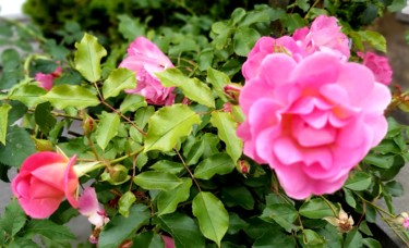 Фотография под названием "Petite roses" - Nathy ... (Nathy), Подлинное произведение искусства, Не манипулируемая фотография