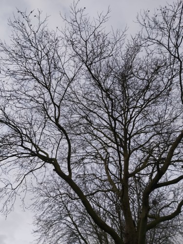 Fotografie mit dem Titel "Minimal arbre" von Nathy ... (Nathy), Original-Kunstwerk, Nicht bearbeitete Fotografie
