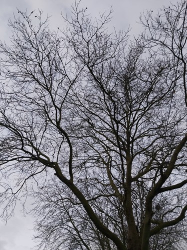 Fotografie getiteld "Minimal arbre" door Nathy ... (Nathy), Origineel Kunstwerk, Niet gemanipuleerde fotografie