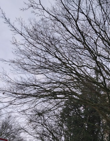 摄影 标题为“Minimal arbre 2” 由Nathy ... (Nathy), 原创艺术品, 非操纵摄影