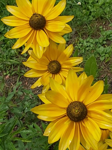 Fotografia zatytułowany „Jaune” autorstwa Nathy ... (Nathy), Oryginalna praca, Fotografia nie manipulowana