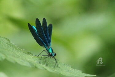 Photography titled "Libellule bleue sai…" by Nathalie Laumond-Clémenceau, Original Artwork