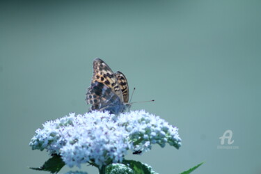 Photographie intitulée "papillon dans le bl…" par Nathalie Laumond-Clémenceau, Œuvre d'art originale