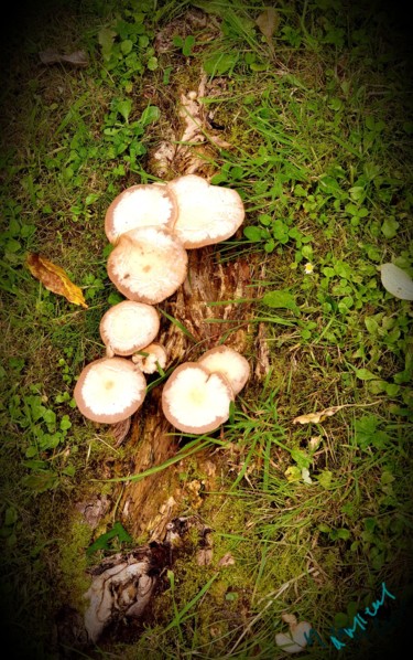 Photography titled "Champignons" by Nathalie Miens, Original Artwork, Digital Photography