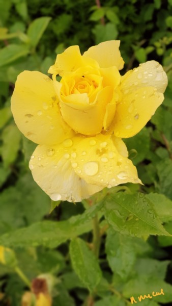 Photographie intitulée "Rose jaune" par Nathalie Miens, Œuvre d'art originale, Photographie numérique