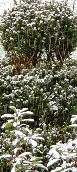 Photographie intitulée "Neige sur arbustes" par Nathalie Miens, Œuvre d'art originale, Photographie non manipulée