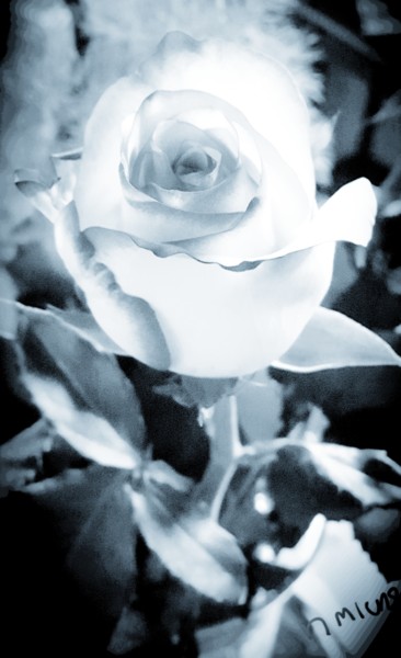 Photographie intitulée "Rose plume" par Nathalie Miens, Œuvre d'art originale, Photographie manipulée