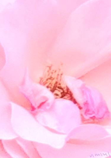 Photography titled "La belle rose" by Nathalie Miens, Original Artwork, Non Manipulated Photography