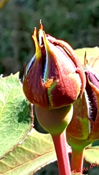 Photographie intitulée "Le bourgeon cache l…" par Nathalie Miens, Œuvre d'art originale, Photographie non manipulée