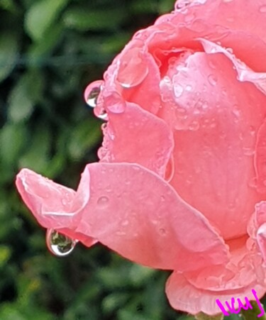 Fotografía titulada "Octobre rose" por Nathalie Miens, Obra de arte original, Fotografía digital